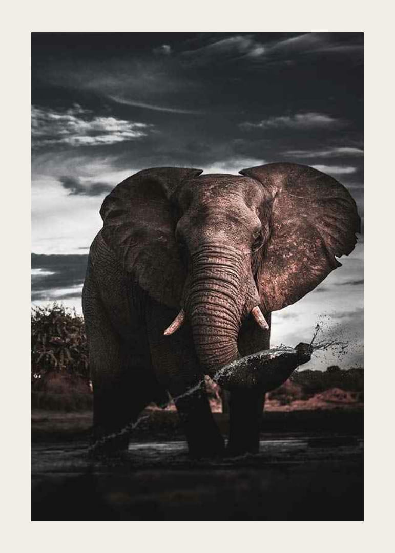 Fotograficzny słoń afrykański z dużymi kłami nad wodą-12