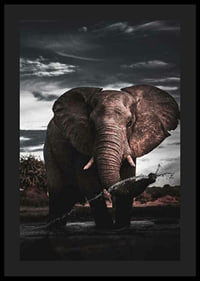 Photographic African elephant with large tusks by water-4