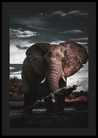 Fotograficzny słoń afrykański z dużymi kłami nad wodą-4