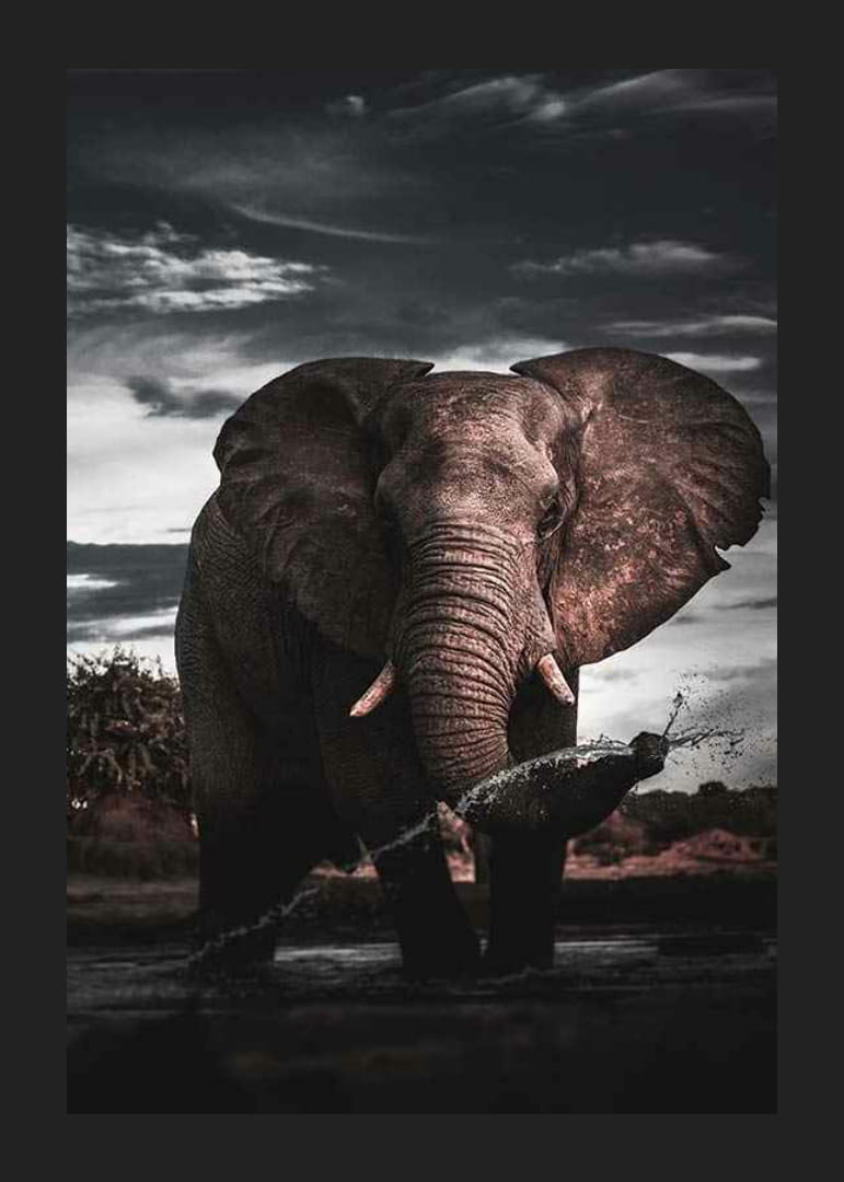 Fotograficzny słoń afrykański z dużymi kłami nad wodą-12