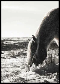 Photographic horse in winter landscape with light shades-6