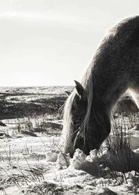 Photographic horse in winter landscape with light shades-7