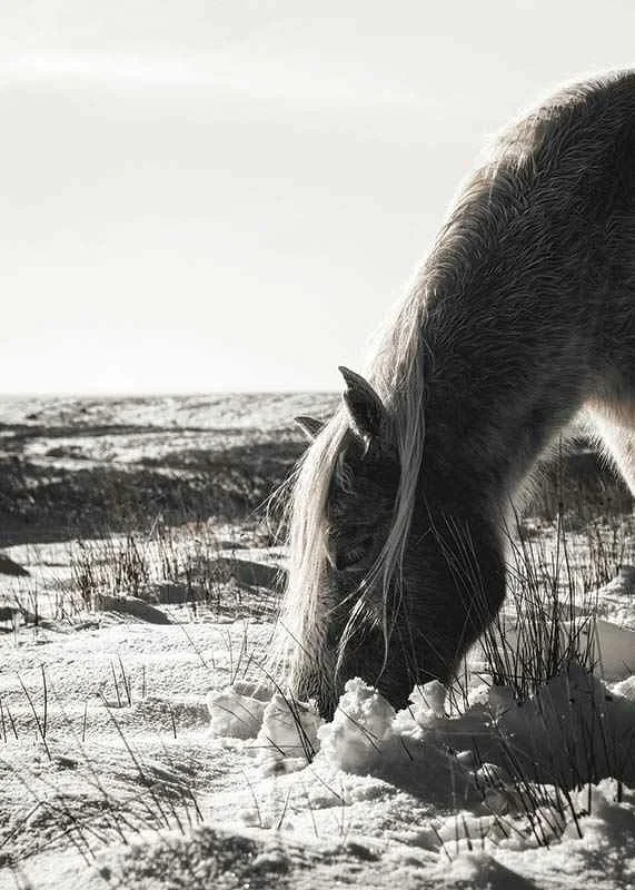 Photographic horse in winter landscape with light shades-12