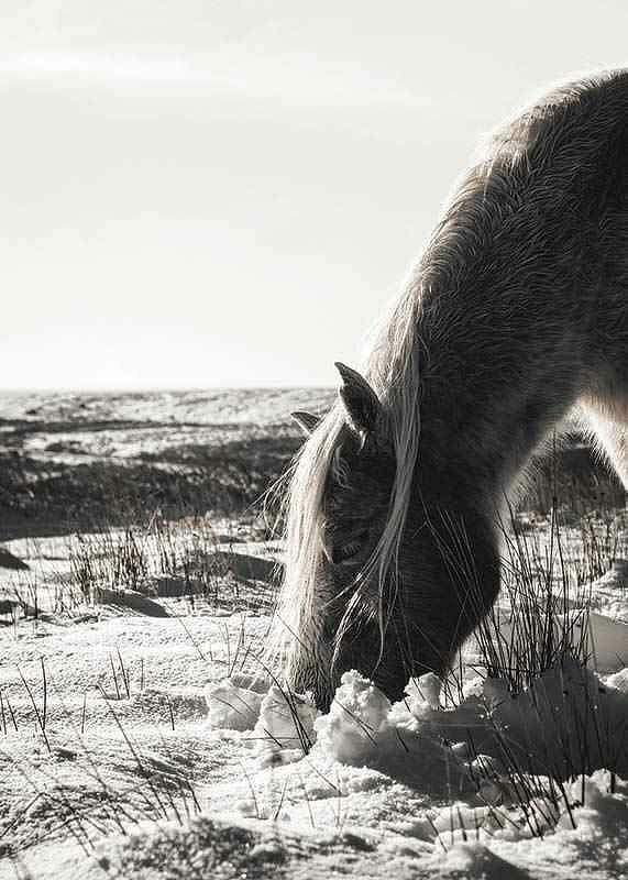 Winter Horse-12