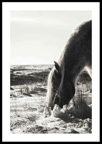 Poster Winter Horse