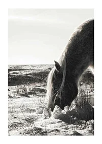 Photographic horse in winter landscape with light shades-1