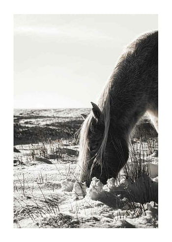 Poszter Winter Horse