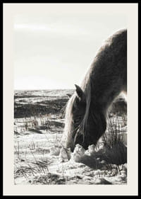 Caballo fotográfico en paisaje invernal con tonos claros.-2