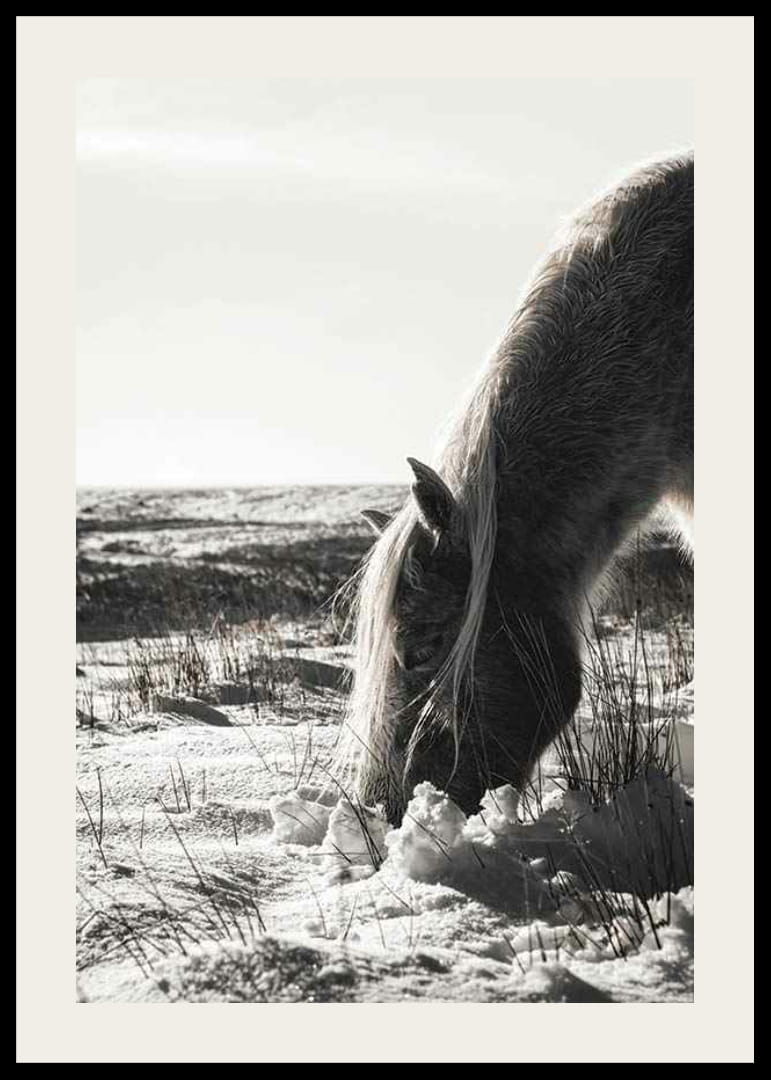 Caballo fotográfico en paisaje invernal con tonos claros.-12