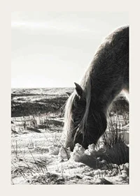 Photographic horse in winter landscape with light shades-3