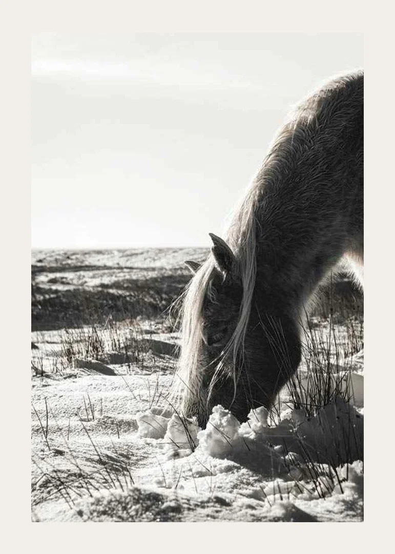 Photographic horse in winter landscape with light shades-12
