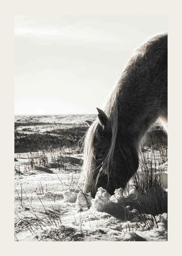 Caballo fotográfico en paisaje invernal con tonos claros.-12