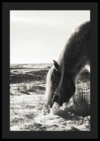 Photographic horse in winter landscape with light shades-4