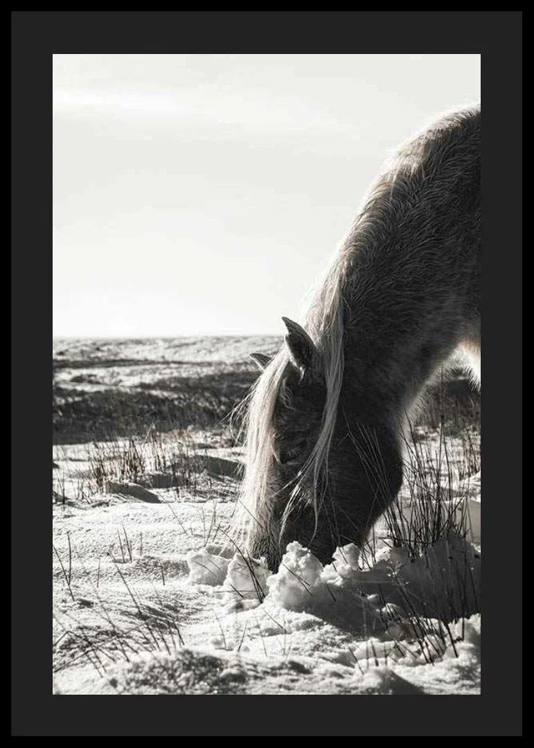 Photographic horse in winter landscape with light shades-12