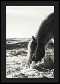 Caballo fotográfico en paisaje invernal con tonos claros.-4