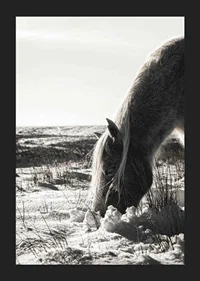 Photographic horse in winter landscape with light shades-5