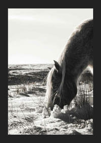 Caballo fotográfico en paisaje invernal con tonos claros.-5