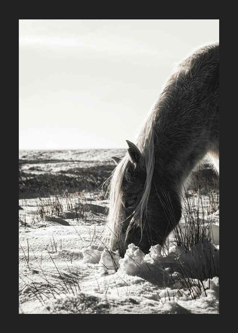 Caballo fotográfico en paisaje invernal con tonos claros.-12