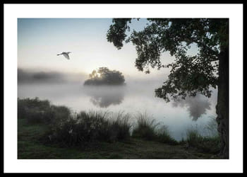 Poster Misty Lake Bird