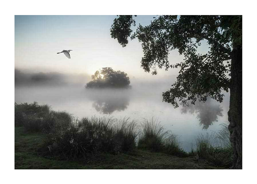 Fotografi av vit fågel som flyger över dimmig sjö i gryning-12