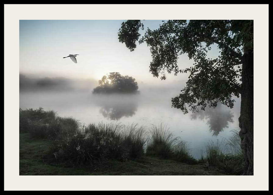 Fotografie cu o pasăre albă zburând peste un lac învăluit în ceață în zori-12