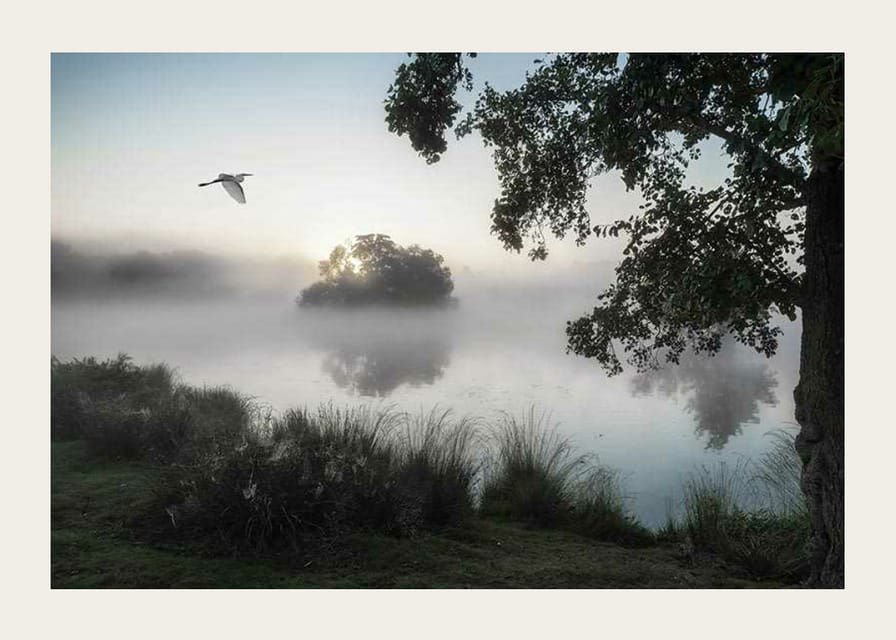 Fotografie cu o pasăre albă zburând peste un lac învăluit în ceață în zori-12