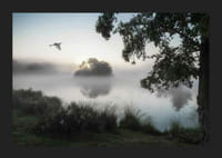 Fotografie cu o pasăre albă zburând peste un lac învăluit în ceață în zori-5