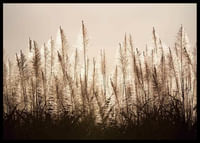 Sugar Cane-2