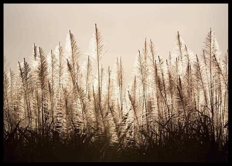 Sugar Cane-12