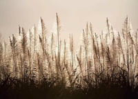 Sugar Cane-3