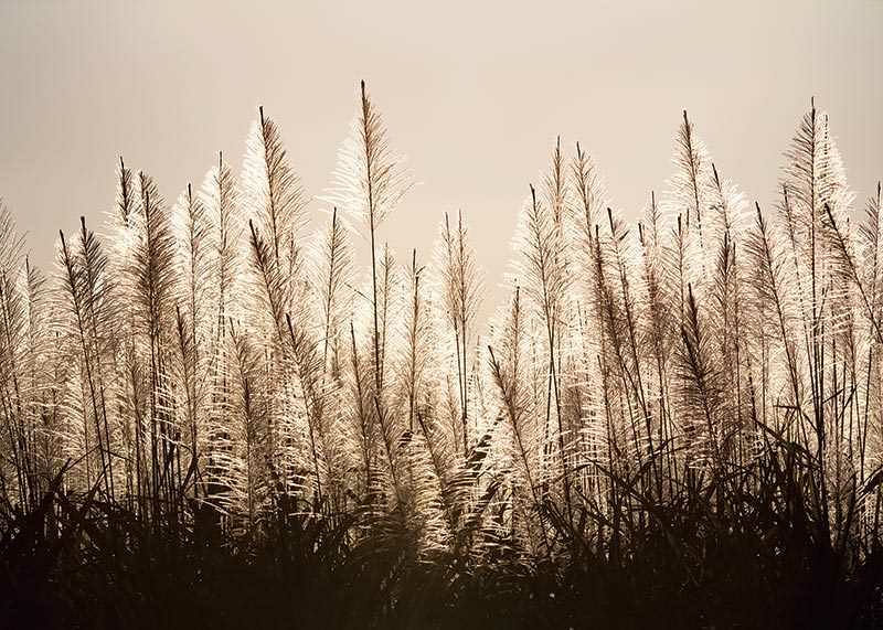 Sugar Cane-12