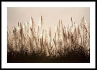 Sugar Cane-0