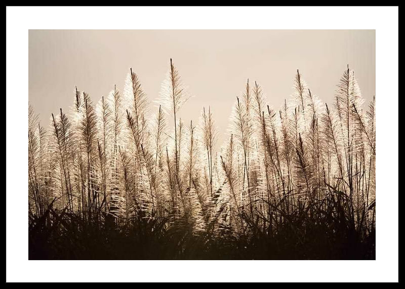 Sugar Cane-12