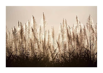Poster Sugar Cane