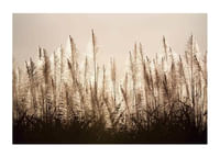 Sugar Cane-1