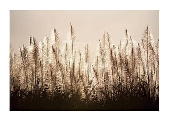 Plakat Sugar Cane