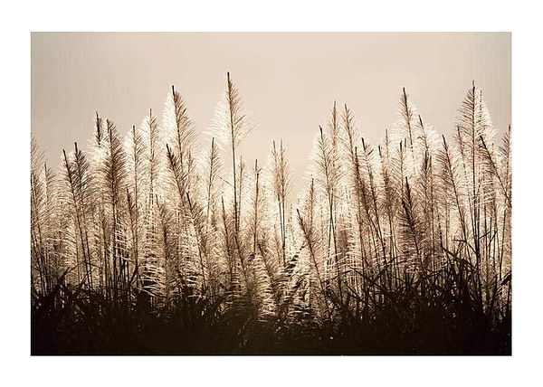 Plagát Sugar Cane