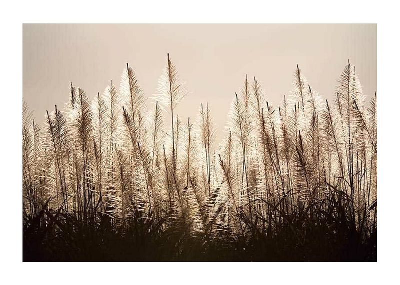 Sugar Cane-12