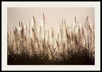 Fotograficzny widok trzciny cukrowej podświetlonej na tle jasnego nieba-2