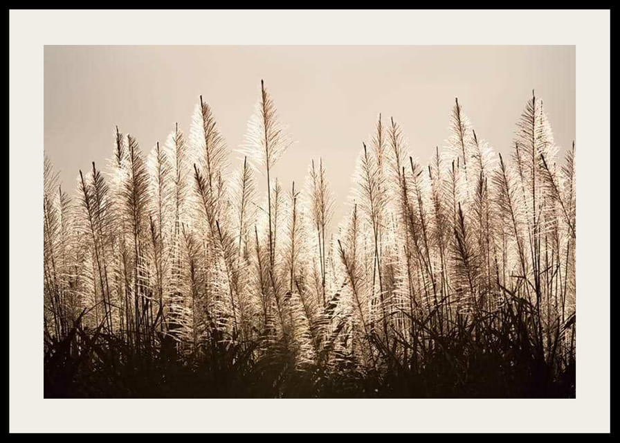 Fotograficzny widok trzciny cukrowej podświetlonej na tle jasnego nieba-12
