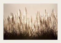 Fotograficzny widok trzciny cukrowej podświetlonej na tle jasnego nieba-3