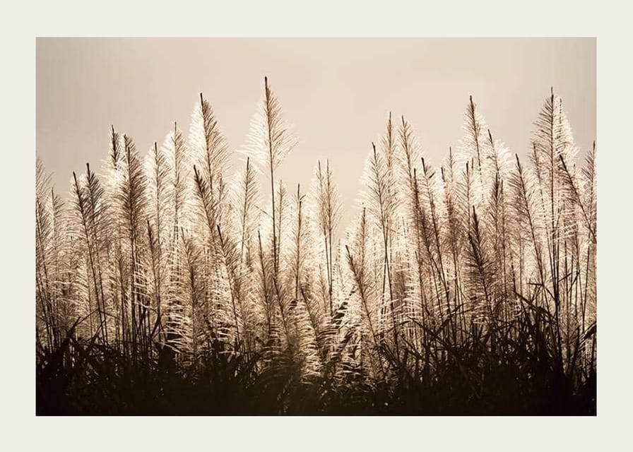 Fotograficzny widok trzciny cukrowej podświetlonej na tle jasnego nieba-12