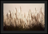 Fotograficzny widok trzciny cukrowej podświetlonej na tle jasnego nieba-4