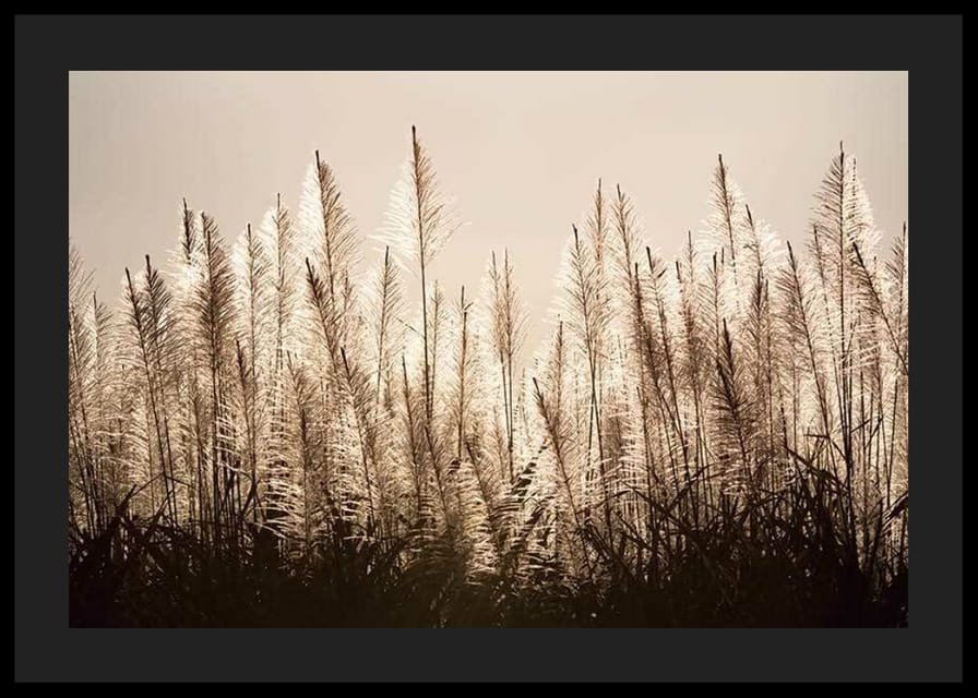 Fotograficzny widok trzciny cukrowej podświetlonej na tle jasnego nieba-12