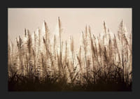 Fotograficzny widok trzciny cukrowej podświetlonej na tle jasnego nieba-5