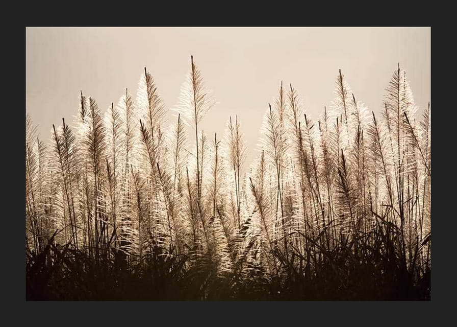 Fotograficzny widok trzciny cukrowej podświetlonej na tle jasnego nieba-12
