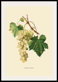 Botanisk illustration av vit vindruvsklase och gröna blad-2