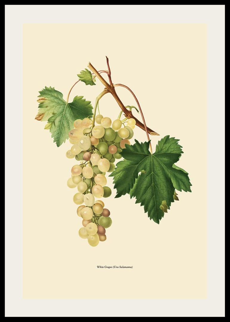 Botanisk illustration av vit vindruvsklase och gröna blad-12