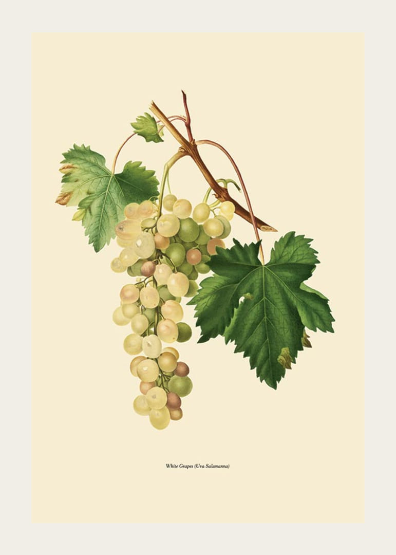 Botanisk illustration av vit vindruvsklase och gröna blad-12