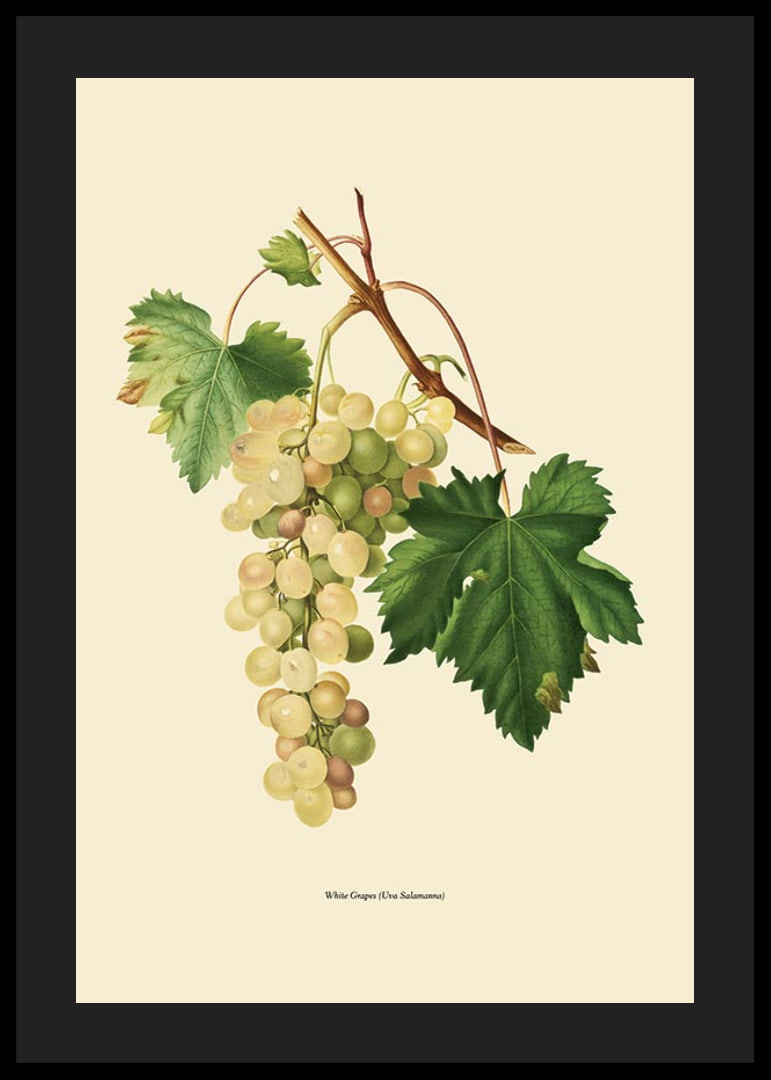 Botanical illustration of white bunch of grapes and green leaves-12